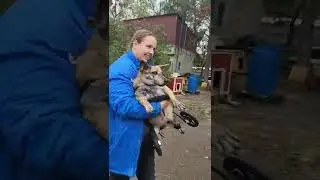 У спинальницы Тигры появилась её собственная долгожданная коляска!😇🥰