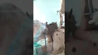 Дегу малыш ждёт маминого внимания #дегу #грызуны #белка