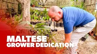 Maltese Grower Dedication in Binġemma, Malta 🇲🇹