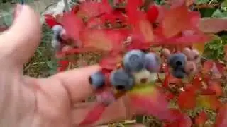 Маленький огород,ежевика безшиповая обрезка осенью ,черника садовая .
