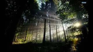 The Лес обследуем остров