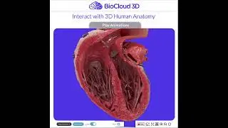 #healthcare #patientcare #patienteducation #anatomy #patientengagement #healthcaremarketing