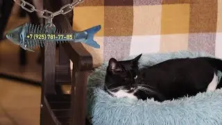 Ежевика