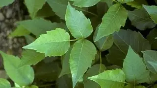 The Basics: How to Treat Poison Ivy