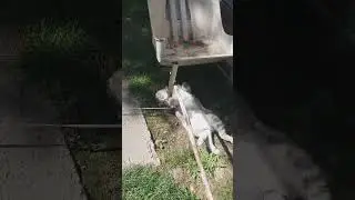 кот мартин устал работать на даче