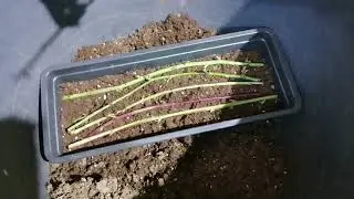 Размножаю ежевику стебливыми черенками