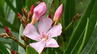 Oleander - das Gift vom Mittelmeer
