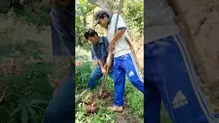 Panen singkong hasil maksimal