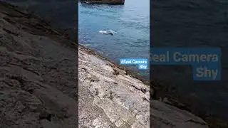 #Seal Camera Shy