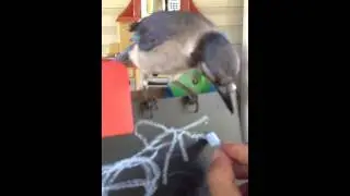 Playing with a Blue Jay
