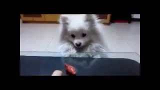 Лапки то коротковаты.