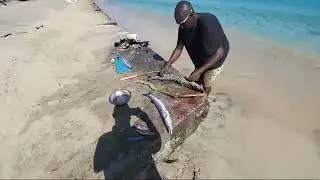 Spearfishing with odane