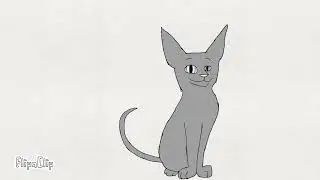 вот вам и супер аткивный кот
