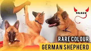 #german shepherd |  german shepherd puppies | german shepherd puppy training | german shepherd dog