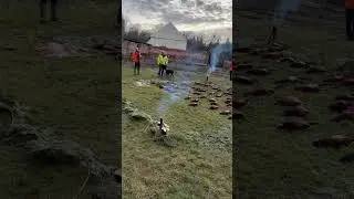 #охота #hunting #pheasanthunting #фазан #pheasant #полювання
