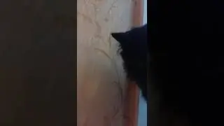 Жизнь моих котов🐱🐱🐱 24 часа с котами