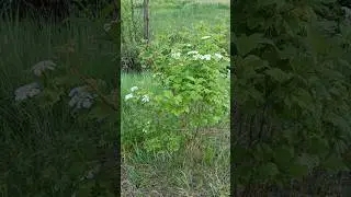 #shorts #куст калины цветёт 5 июня 2024 #велопокатушки