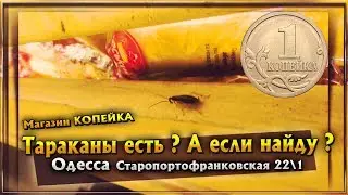 ТАРАКАНЫ ЕСТЬ? А ЕСЛИ НАЙДУ? МАГАЗИН 