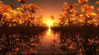 ABSTRACT Nature Video - SEA of ROSES - Background Video LOOP HD