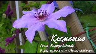 Клематис.   Дачные картинки 2020