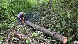 McCullocutting - Cutting Up Blow Down Tree #2 with Vintage Saw