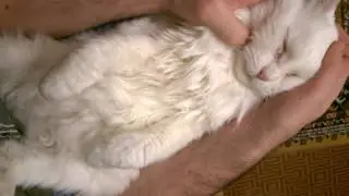 Как закапать глаза коту. drops for cat's eyes