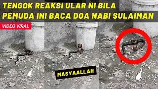 MASYAALLAH! TENGOK REAKSI ULAR NI BILA PEMUDA INI BACA DOA NABI SULAIMAN...