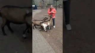 Наглые козы в зоопарке🤣