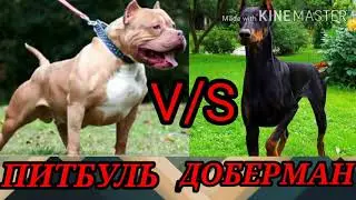 Питбуль против добермана.