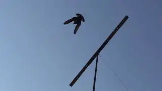 #Pigeon