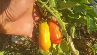 San marzano sosluk  İtalyan domatesi