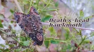 Nature's Transformers: Exploring the Life Cycle of the Death's-head Hawkmoth