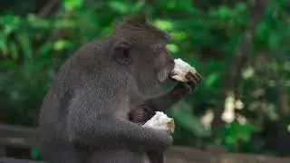 Funny Monkey