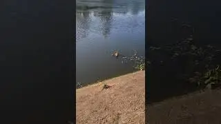 Una pata y un patito