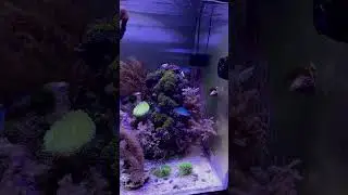 Reef Tank ( ASTREA SNAIL LAYS EGGS REAL TIME) #reeftank #snail
