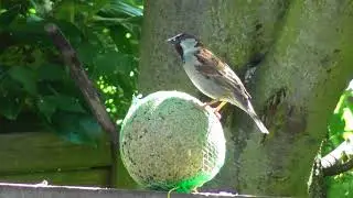 Spatz bei der Nahrungsaufnahme