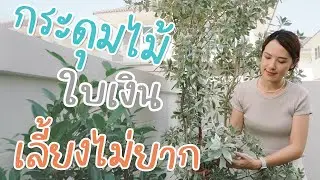 ต้นกระดุมไม้ใบเงิน ไม้ปลูกง่าย ดูแลไม่ยาก  | อยู่กับบ้าน EP.8