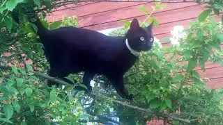 Котоптичка