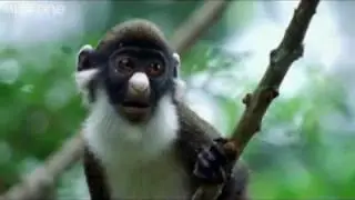 ANIMAL CRACKERS (The Best of BBC One's Walk On The Wild Side) [Shamrock Edit] (HQ)