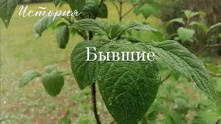 История. Бывшие