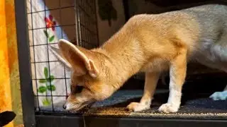 Fennec Fox Confronts Cat