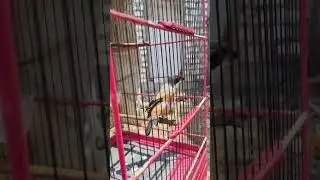 BURUNG CENDET