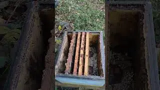Приняли матку,формирую гнездо в зиму #bee #beekeeper #carnica #beekeeping #buckfast #honey