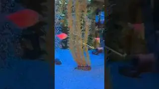 🐟рыбки🐠