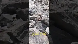 Разбойники на дорогах