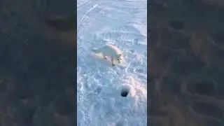 Наглый песец у проруби в Норильске