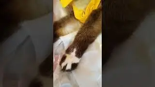 Кошка Звезда .