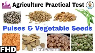 PULSES, VEGETABLE SEEDS (ಕಾಳುಗಳು) | Agriculture Practical Exam | Kannada_English | KCET Practical