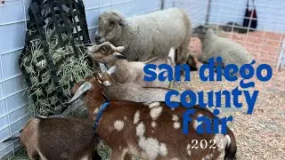 SAN DIEGO COUNTY FAIR 2024 // VLOG XXII