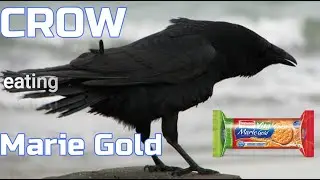 Indian Crow eating Marie Gold biscuit with water || SA En-Tech-tainment
